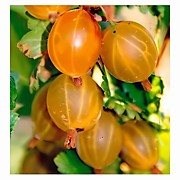 Русский Желтый 350 руб.