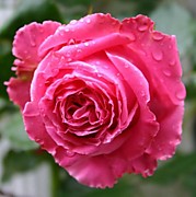 Огюст Ренуар 