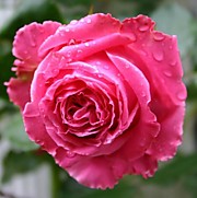 Огюст Ренуар 