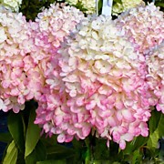 Мэджикал Свит Саммер 700 руб.