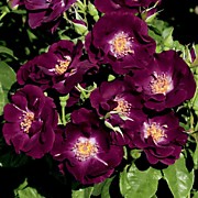 Ночная Сова