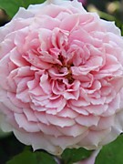 Уильям Кристи