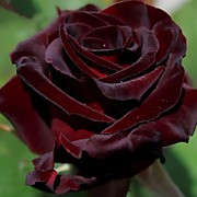 Блэк Баккара