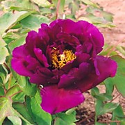 Пион древовидный Феникс(3 лет)