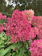 Петит Флори  700 руб.