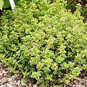 Тимьян (чабрец) 400 руб.