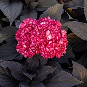 Эклипс Фэст Едишн  1000 руб.