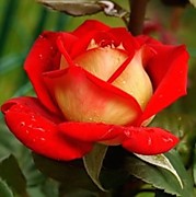 розы чайно-гибридные(ЗКС)