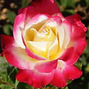 Двойное Удовольствие