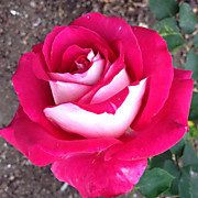 Моника Белуччи