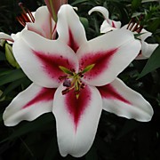 Гаучо  350 руб.