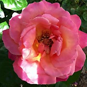 Ян Артюс Бертран