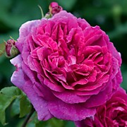 Йоган Гете Роуз