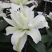 Аиша  350 руб.