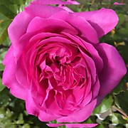 Сурир де Периге