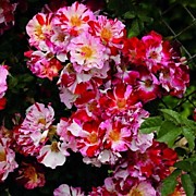 Крейзи фо ю