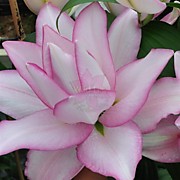 Анушка  350 руб.