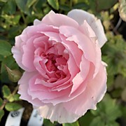 Гравитация 