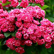 Боярышник декоративный  Паульс Скарлет 800 руб.