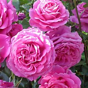 Клер Маршал