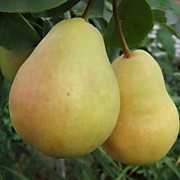 Скороспелка 500 руб.