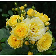 Анни Дюпрей