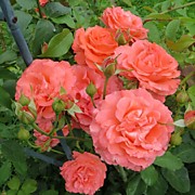 Диди Бритжоутер