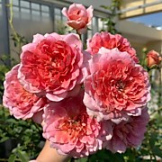 Французское Платье