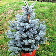 Ель Супер Блю (60-70см)