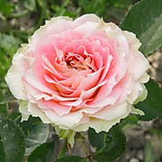 Аруба Саммерхаус