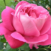 Поль Нейрон