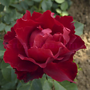 Омаж Барбара