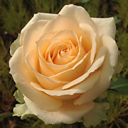 Пич Аваланж