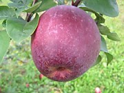 Лобо  500 руб.