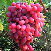 Юбилей  Новочеркасска