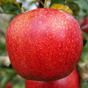 Джонаголд 500 руб.