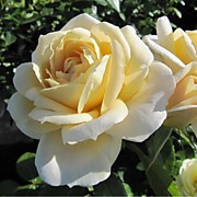 Шампань мон Дор