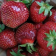 Магнус 6шт(кассета) 250 руб.