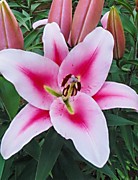 Фронтера  350 руб.