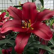 Рэд Дезаер  350 руб.