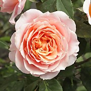 Квинси Джонс