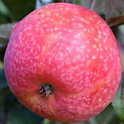 Конфетное  500 руб.