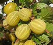 Берилл 350 руб.