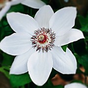 Мисс Бэйтман