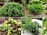 Можжевельники горизонтальные в ассортименте