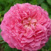 Кристофер Марлоу