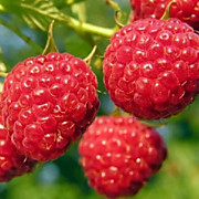 Глен Ампл 250 руб.