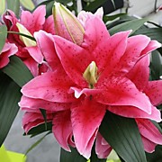 Джулия  350 руб.