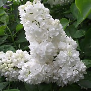 Белая  Махровая