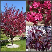 Яблоня декоративная Роялти  600 руб.